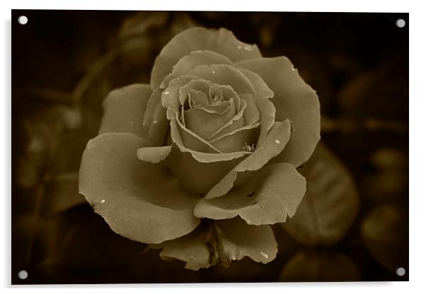 Sepia Rose Acrylic by Rob Hawkins