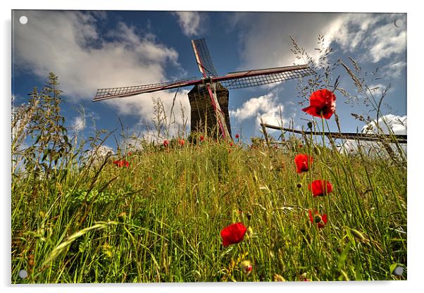 Windmill poppies Acrylic by Rob Hawkins