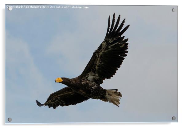  Flight of the Eagle  Acrylic by Rob Hawkins