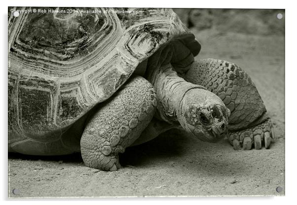  Giant Tortoise  Acrylic by Rob Hawkins