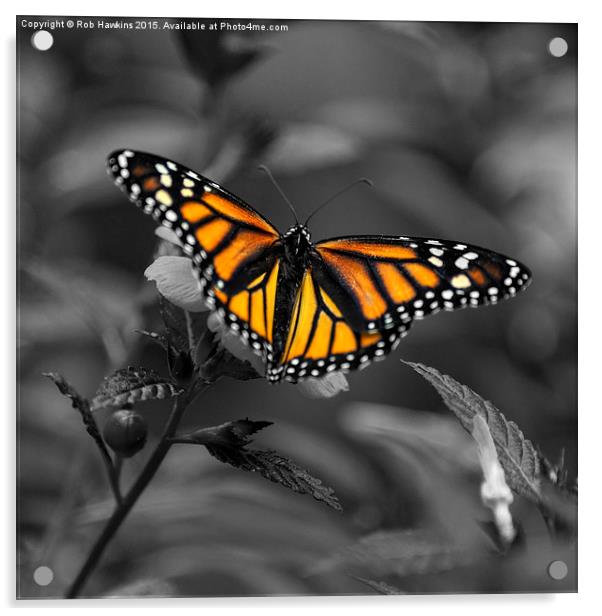  Butterfly  Acrylic by Rob Hawkins