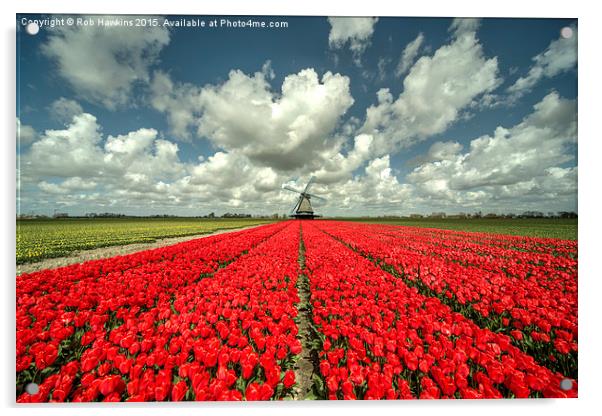  Tulip Windmill  Acrylic by Rob Hawkins