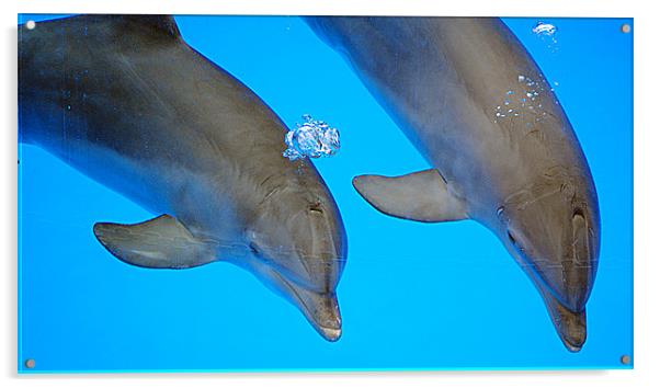 Underwater Dolphins Acrylic by Rob Hawkins