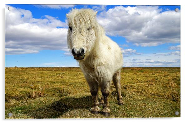 Dartmoor Pony Acrylic by Rob Hawkins