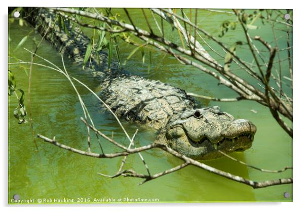 Alligator  Acrylic by Rob Hawkins