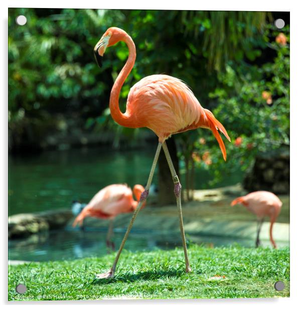 Pretty Flamingo  Acrylic by Rob Hawkins