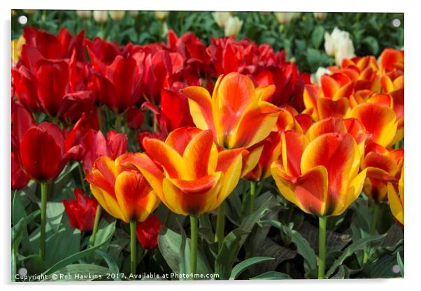 Tulip Vibrance  Acrylic by Rob Hawkins
