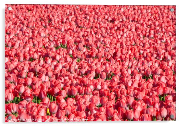 Mostly Tulips  Acrylic by Rob Hawkins