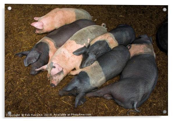 Sleeping Piggies  Acrylic by Rob Hawkins