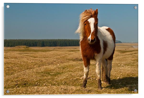 Cornish Pony Acrylic by Rob Hawkins