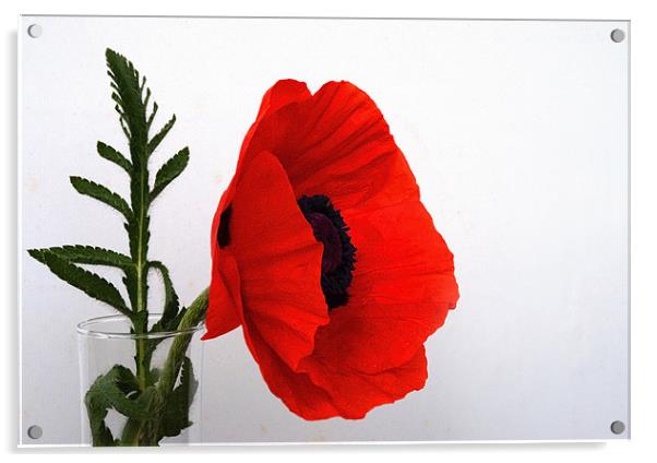 Red Poppy against white Acrylic by Rob Hawkins
