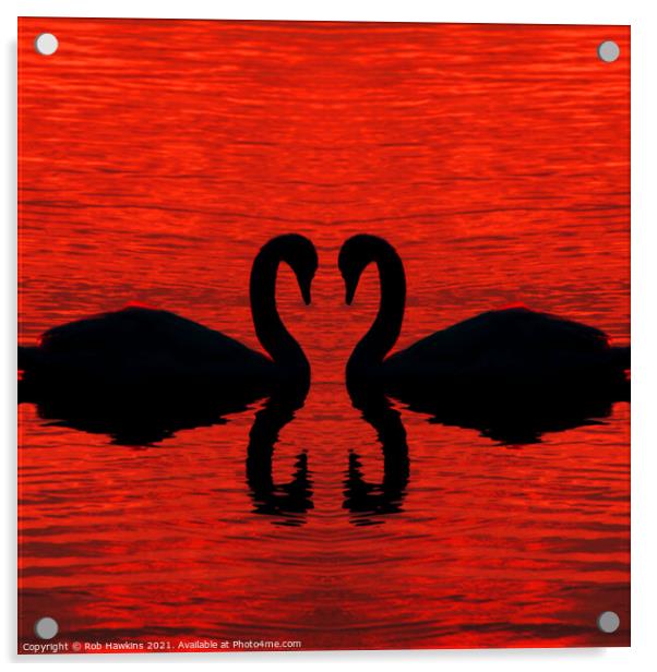 Swan Loving  Acrylic by Rob Hawkins