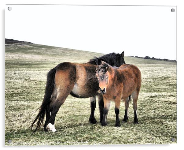 Exmoor Ponies Acrylic by Alexia Miles