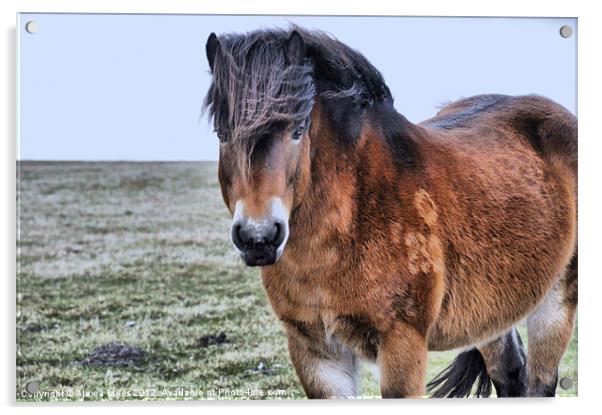 Pony on Exmoor Acrylic by Alexia Miles