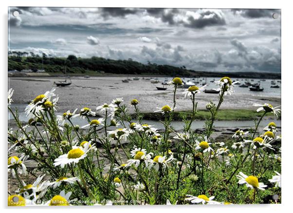 Daisies at Instow Acrylic by Alexia Miles