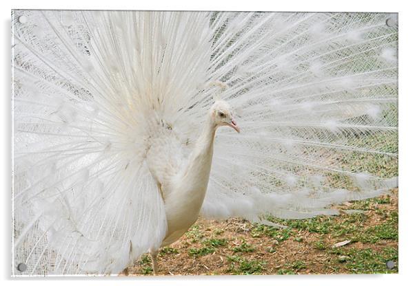 White Peacock Acrylic by Douglas Kerr