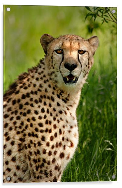 Cheetah Acrylic by Mike Sherman Photog