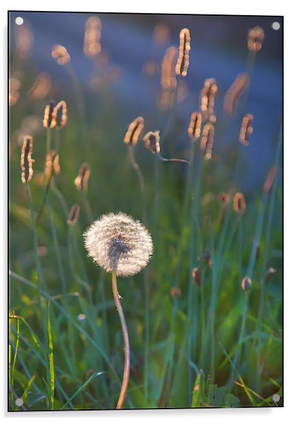 Dandelion Acrylic by Mike Sherman Photog
