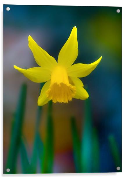 Daffodil Acrylic by Mike Sherman Photog