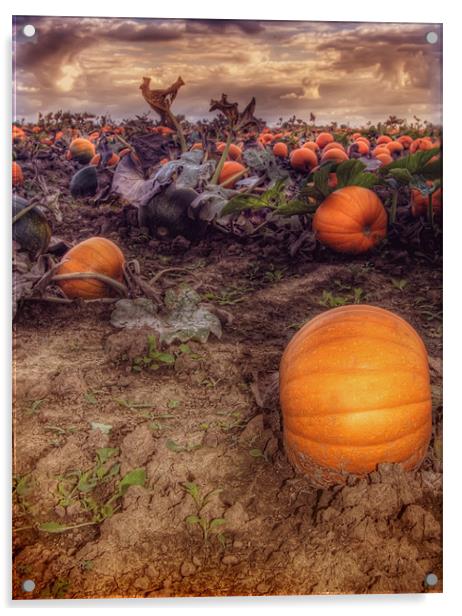 Pumpkin Field Acrylic by Mike Sherman Photog