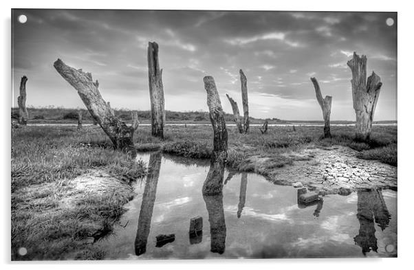 The Drowned Trees Of Thornham Acrylic by Mike Sherman Photog