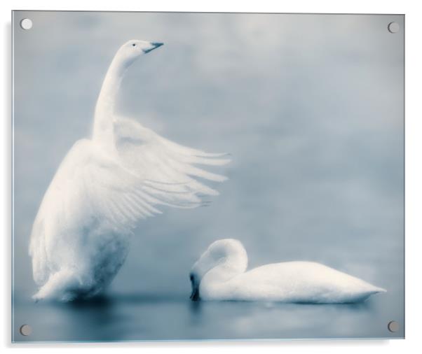 Swan Lake Acrylic by Mike Sherman Photog