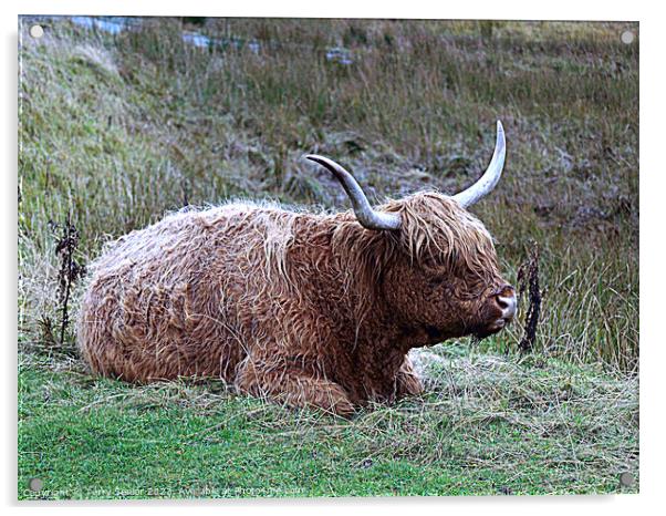 Highland Cattle from the Isle of Skye Acrylic by Terry Senior