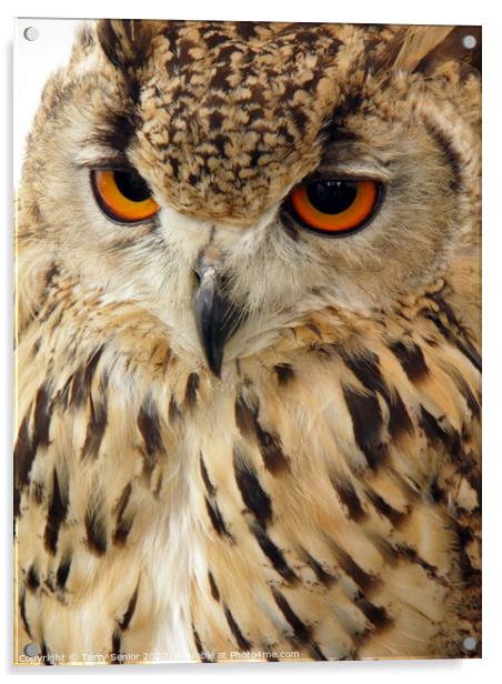 Egyptian Eagle Owl (Bubo ascalaphus) Acrylic by Terry Senior
