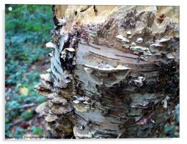 Shelf fungi are commonly found growing on trees or Acrylic by Terry Senior