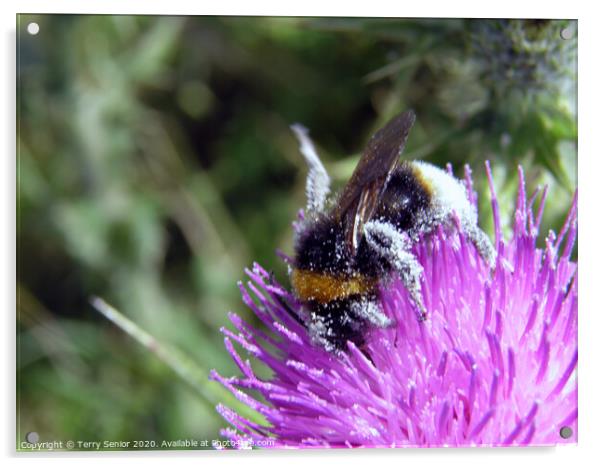 Bee collecting pollen from a Thistle Acrylic by Terry Senior