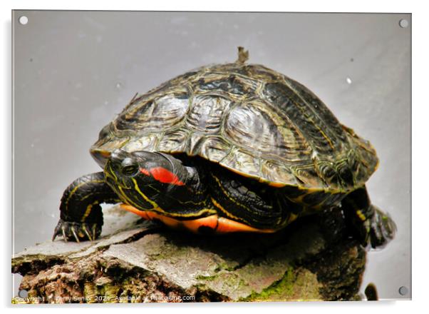 A Red Earred Terrapin a beautifully coloured repti Acrylic by Terry Senior