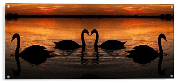 Swan Heart Sunset Acrylic by Paul Macro