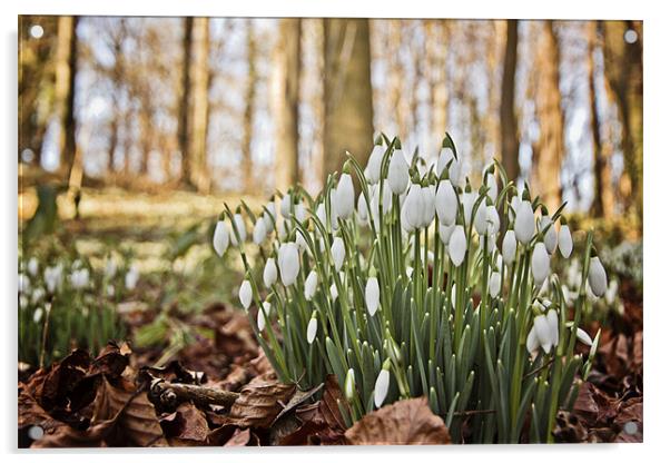 Snowdrops Acrylic by Paul Macro