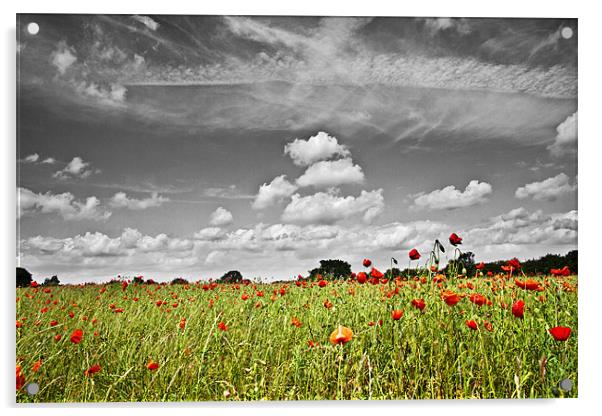 Wild Poppy Field Selective Colour 3 Acrylic by Paul Macro