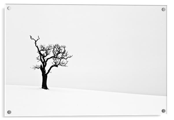 Isolated Dead Tree in Snow 2 Acrylic by Paul Macro