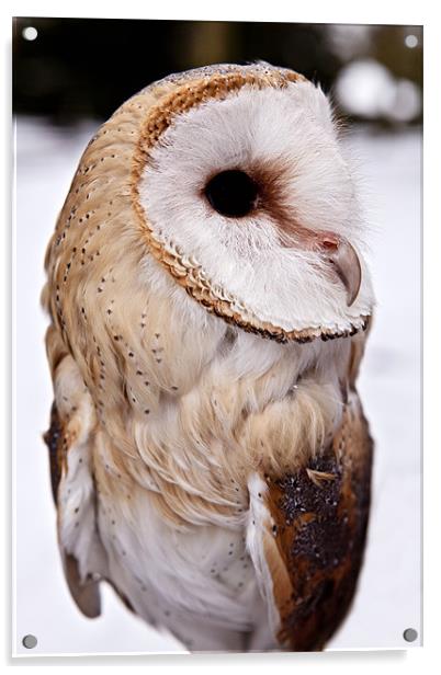 Barn Owl in the Snow Acrylic by Paul Macro