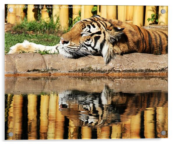 Tiger,tiger Acrylic by Chris Turner