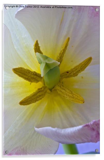 Tulip stigma & stamen Acrylic by Chris Turner