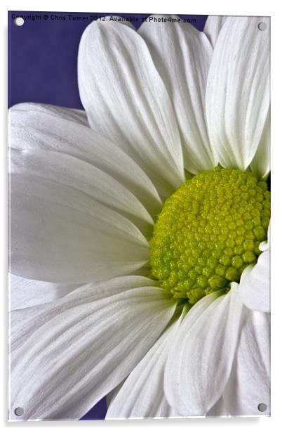 Daisy - Chrysanthemum Acrylic by Chris Turner