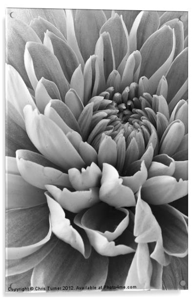 Chrysanthemum in mono Acrylic by Chris Turner