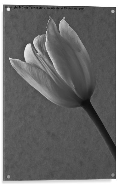 Tulip - mono Acrylic by Chris Turner