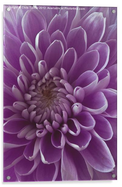 Chrysanthemum pink lilac Acrylic by Chris Turner