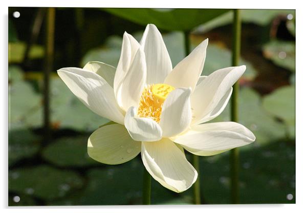 Lotus Flower Acrylic by Chris Turner