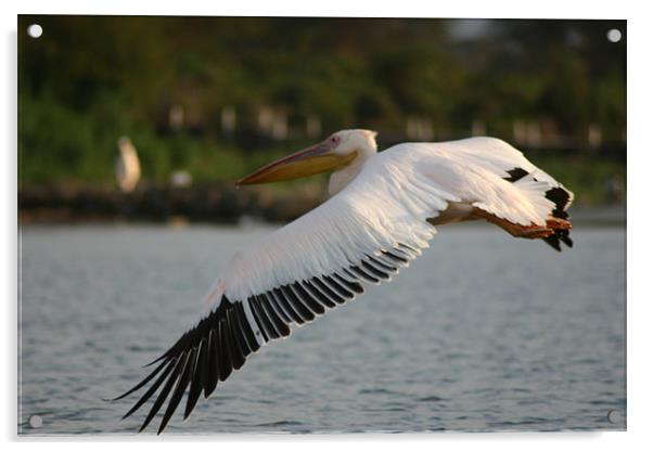 Pelican in flight Acrylic by Chris Turner