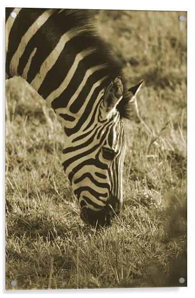 Zebra in soft black & white Acrylic by Chris Turner