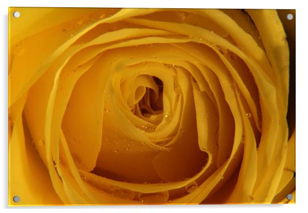 Yellow Rose with water droplets Acrylic by Chris Turner