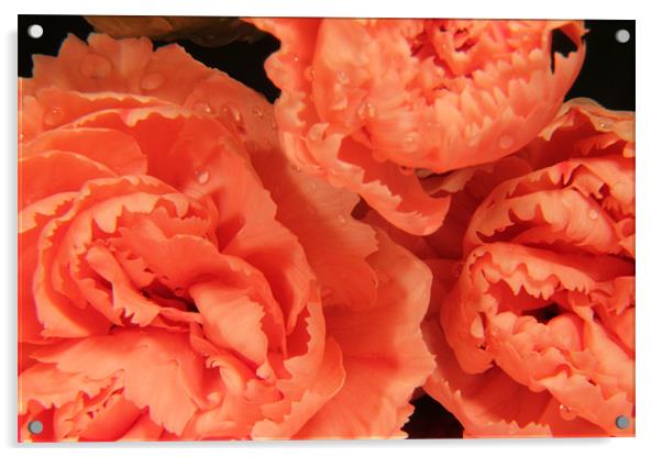 Fairtrade pink carnations Acrylic by Chris Turner