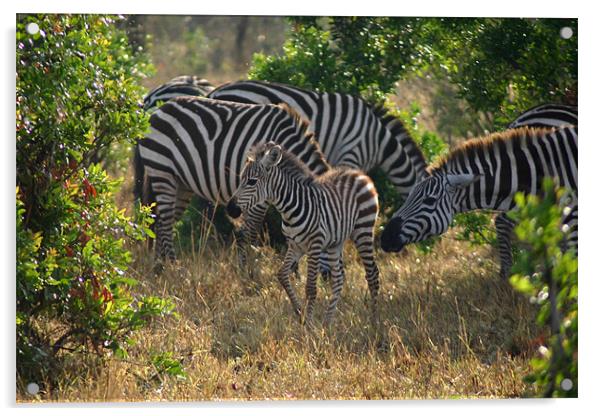 Baby zebra & more stripes Acrylic by Chris Turner