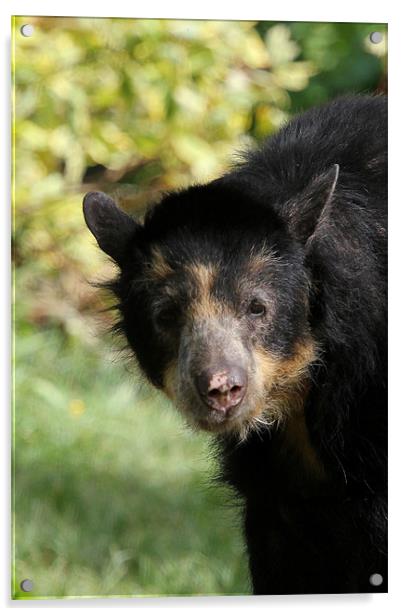 Andean bear cub Acrylic by Chris Turner