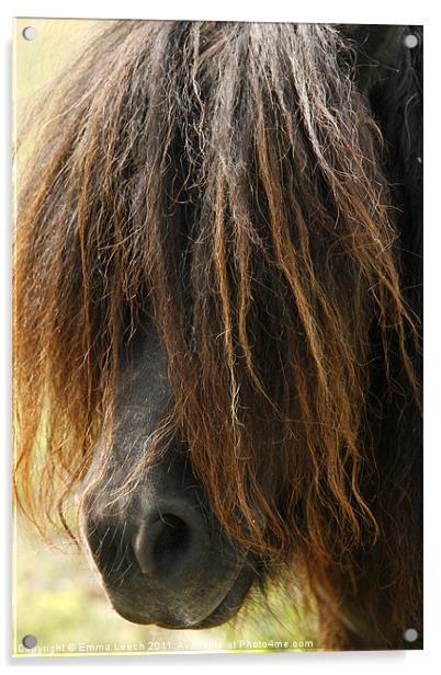 Shetland Pony Acrylic by Emma Leech
